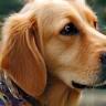Sophie & Milo, un golden retriever heureux